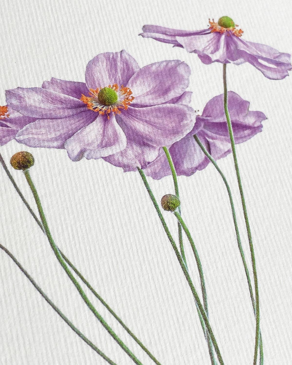 Biglietto d'auguri Anemone