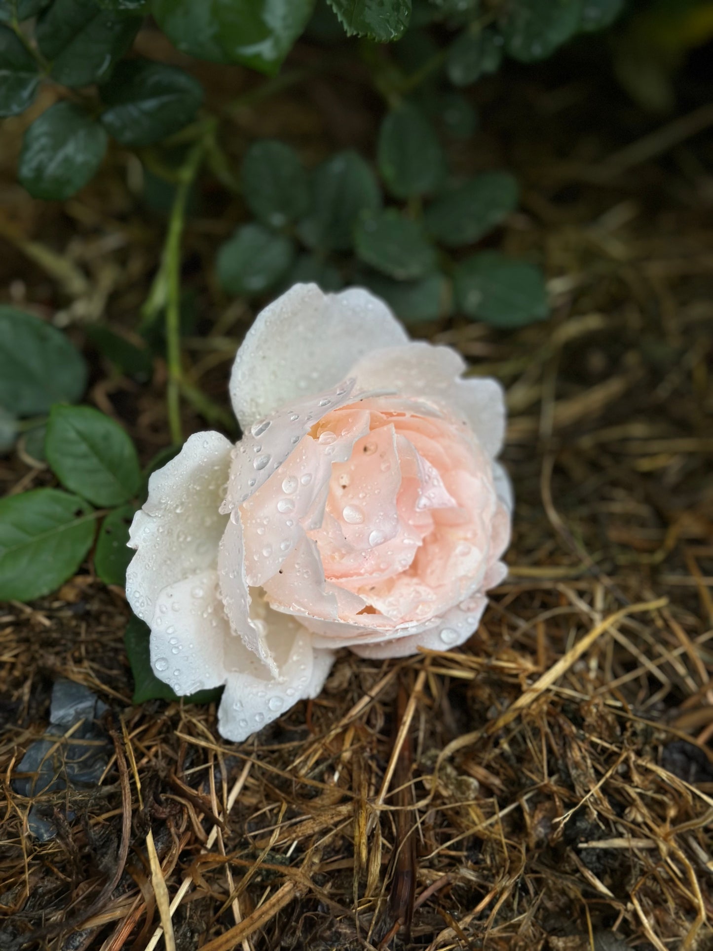 V.VM Home Candle - Antique Rose