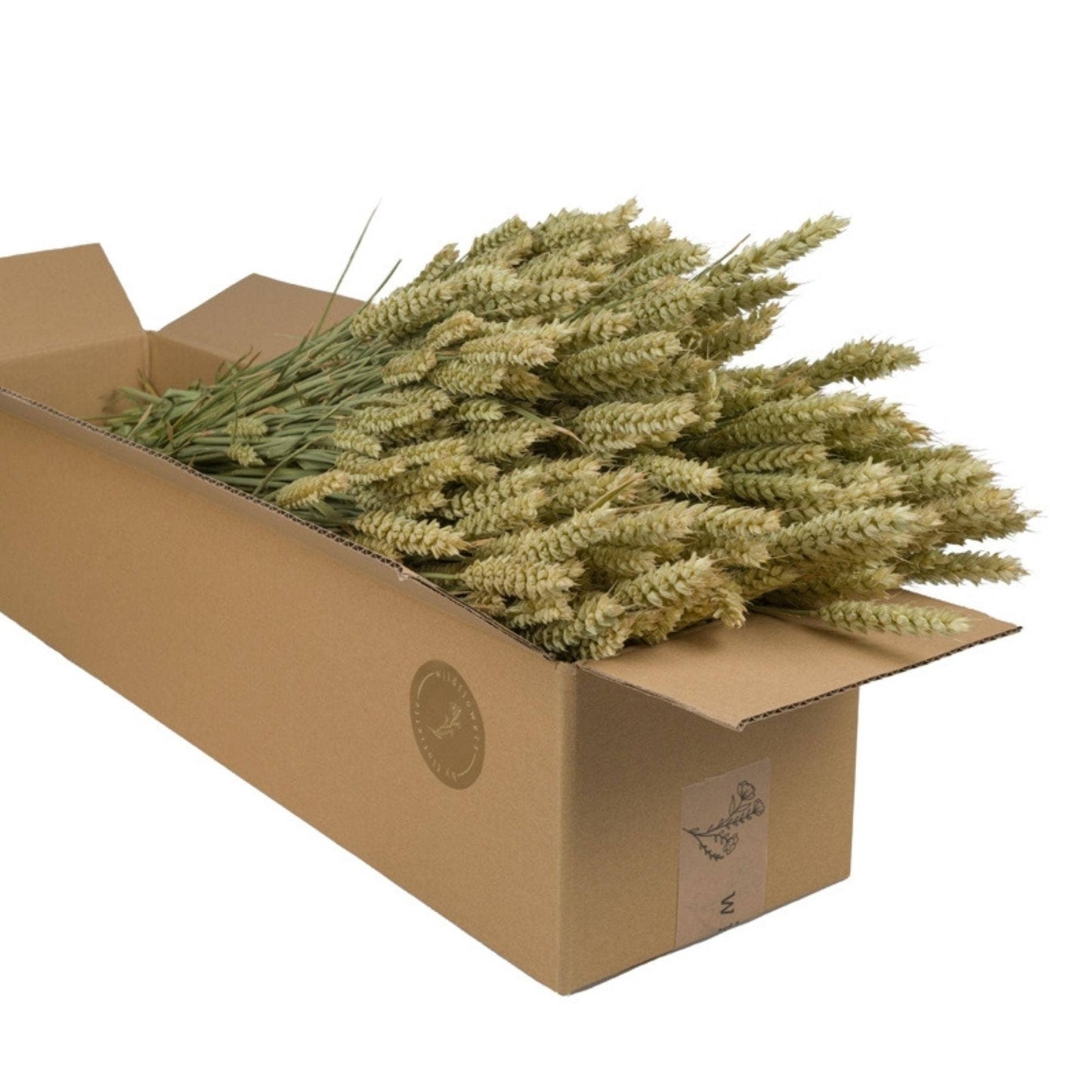 Dried Flowers - Natural Wheat (triticum)