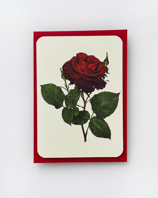 Valentines Red Rose Greeting Card | Birthday Card