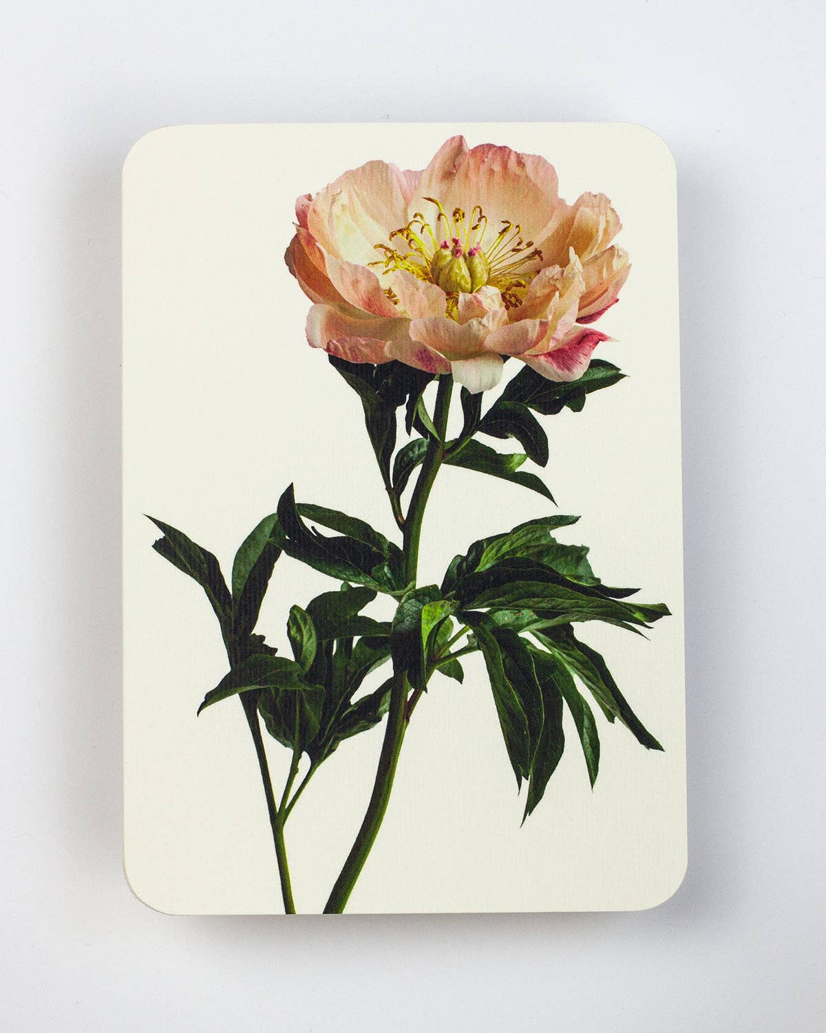 Biglietto di auguri Peonia