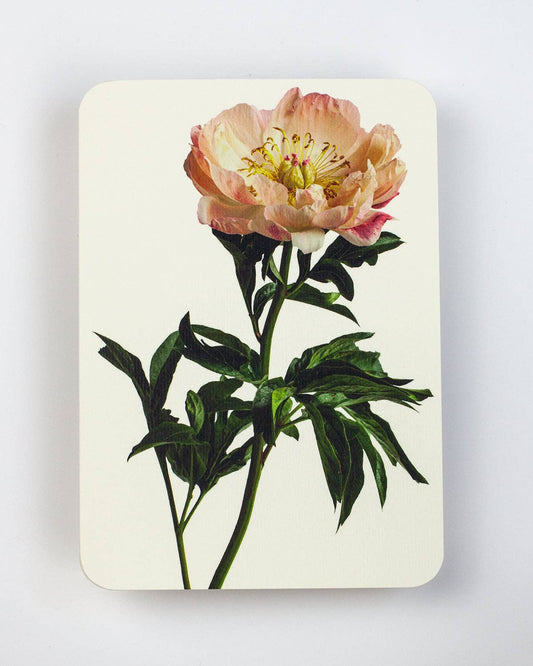 Biglietto di auguri Peonia