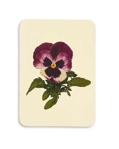 Pansy I Greeting Card | Birthday Card