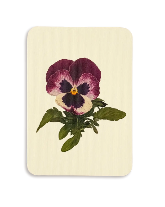 Pansy I Greeting Card | Birthday Card