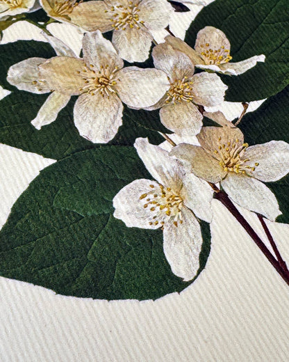 Mock Orange Greeting Card | Birthday Card | Luxury Cards