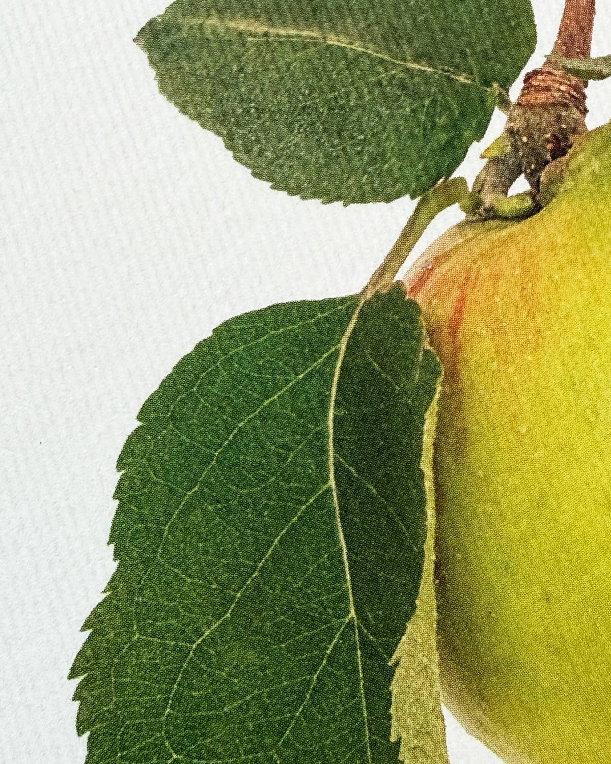 Bramley Apple Greeting Card | Birthday Card