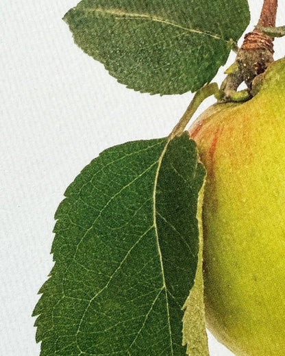 Bramley Apple Greeting Card | Birthday Card