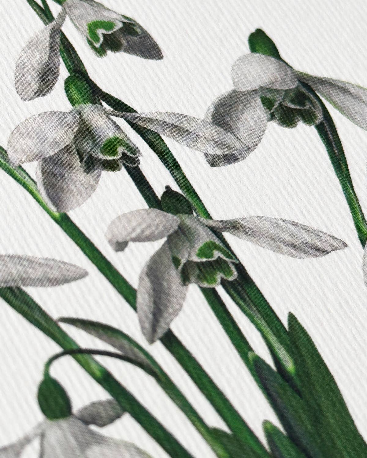 Snowdrops Greeting Card | Birthday Card | Luxury Cards