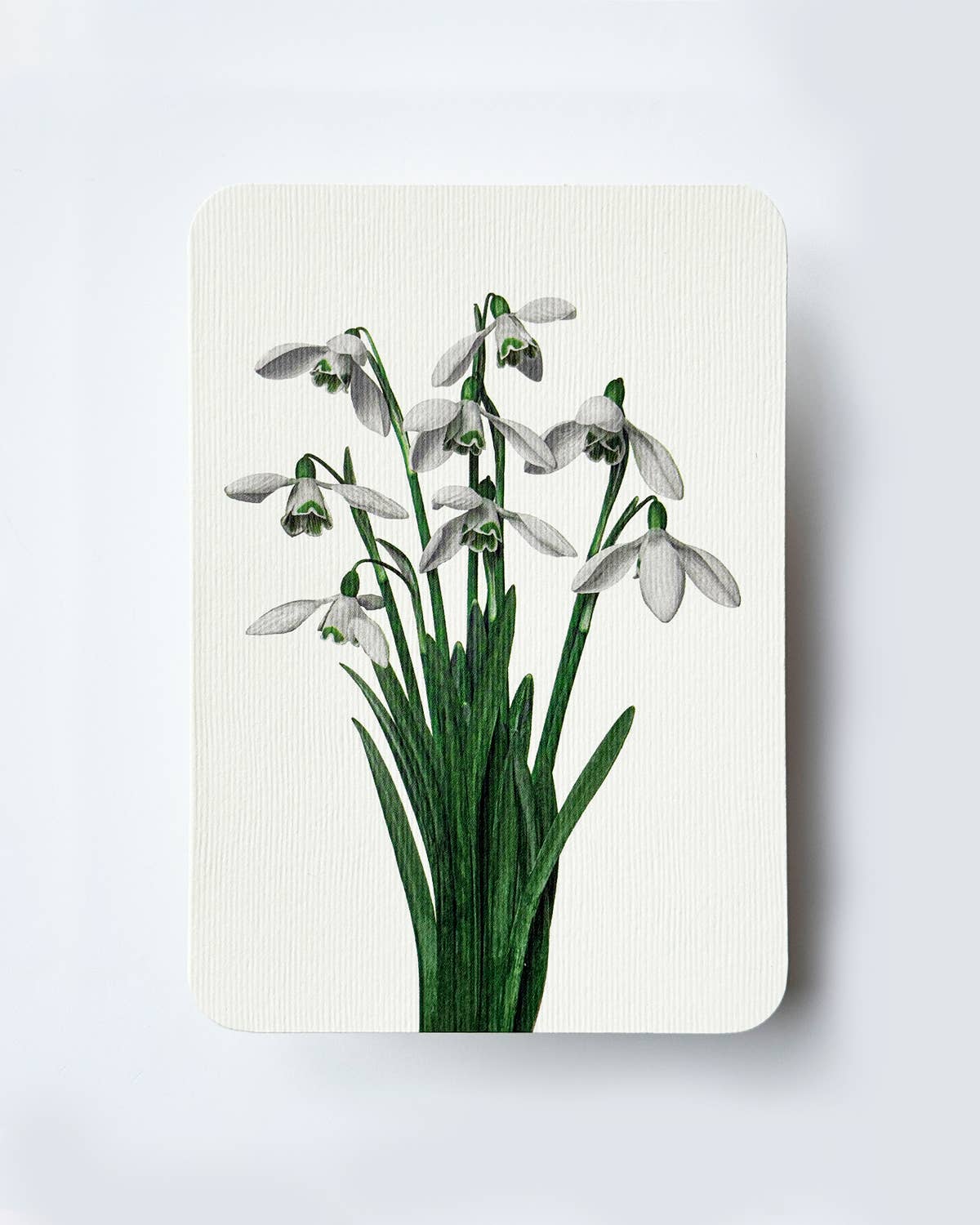 Snowdrops Greeting Card | Birthday Card | Luxury Cards