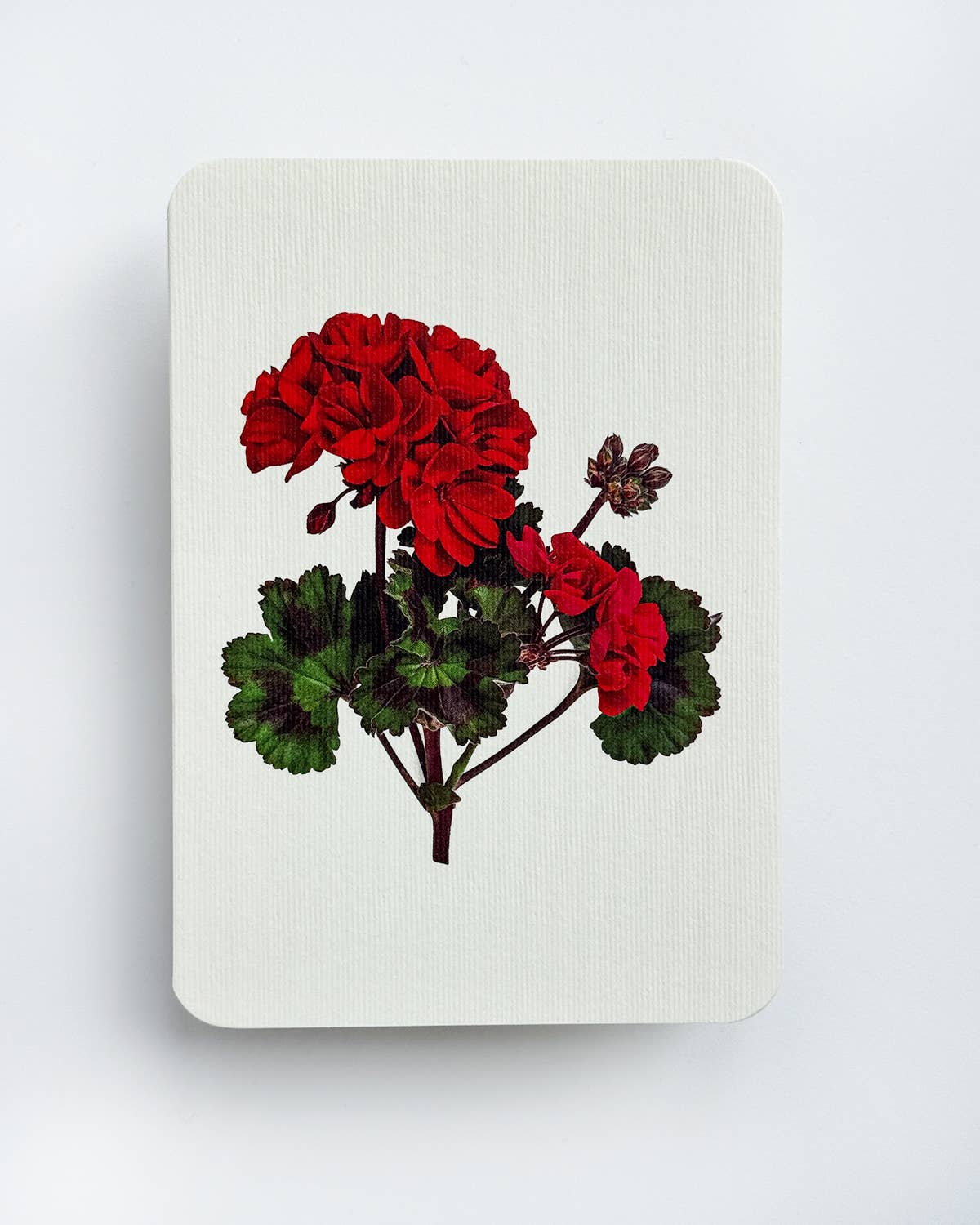 Geranium Greeting Card | Birthday Card | Luxury Cards