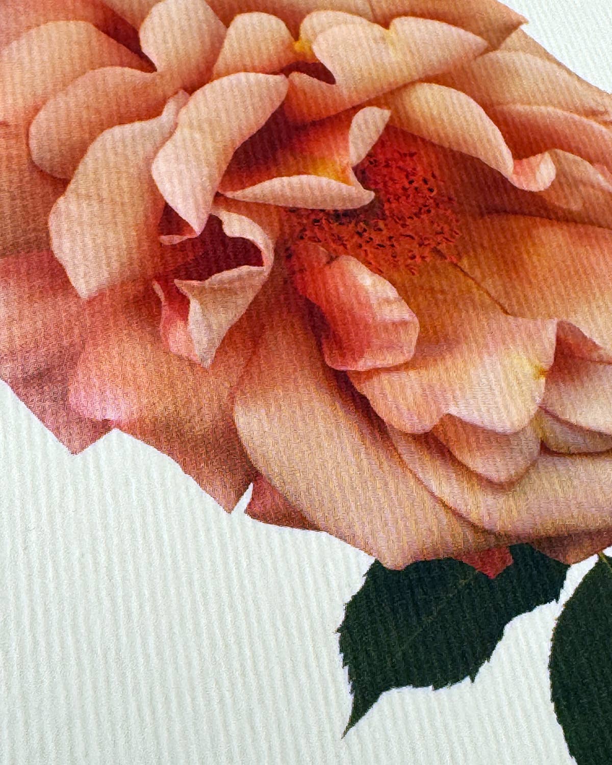 Biglietto d'auguri con rosa antica | Biglietto di compleanno