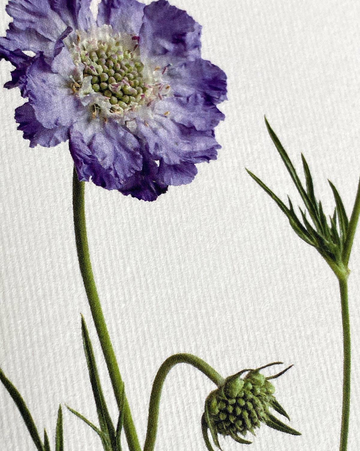 Scabiosa Greeting Card | Birthday Card | Luxury Cards