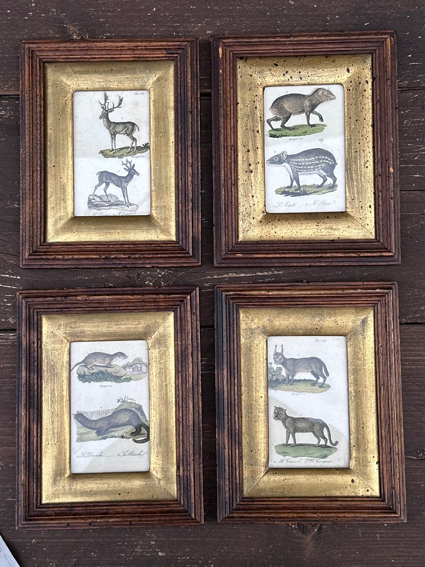 Antique Set of 4 Framed Animals