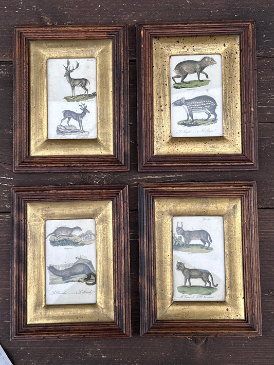 Antique Set of 4 Framed Animals