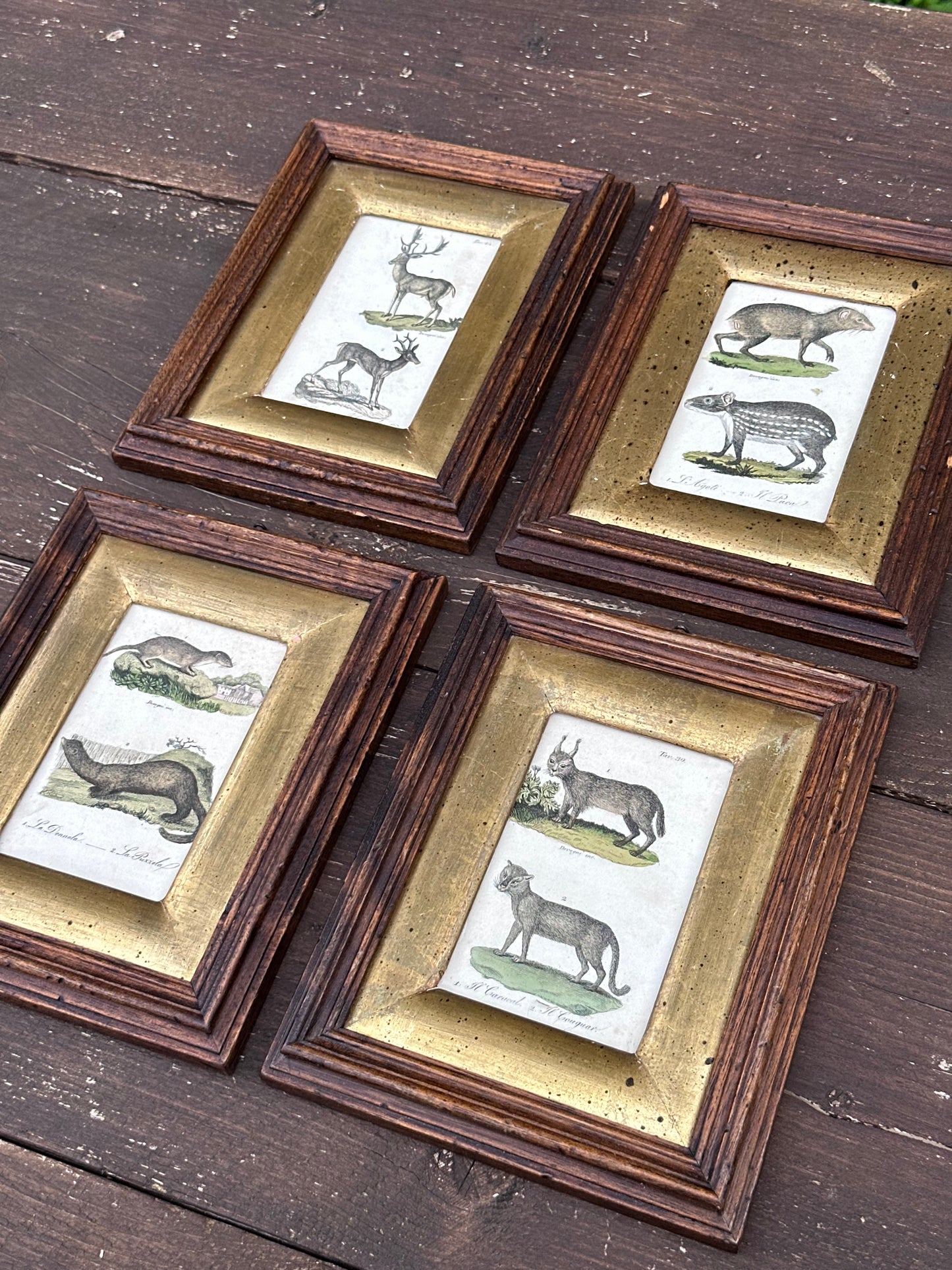 Antique Set of 4 Framed Animals