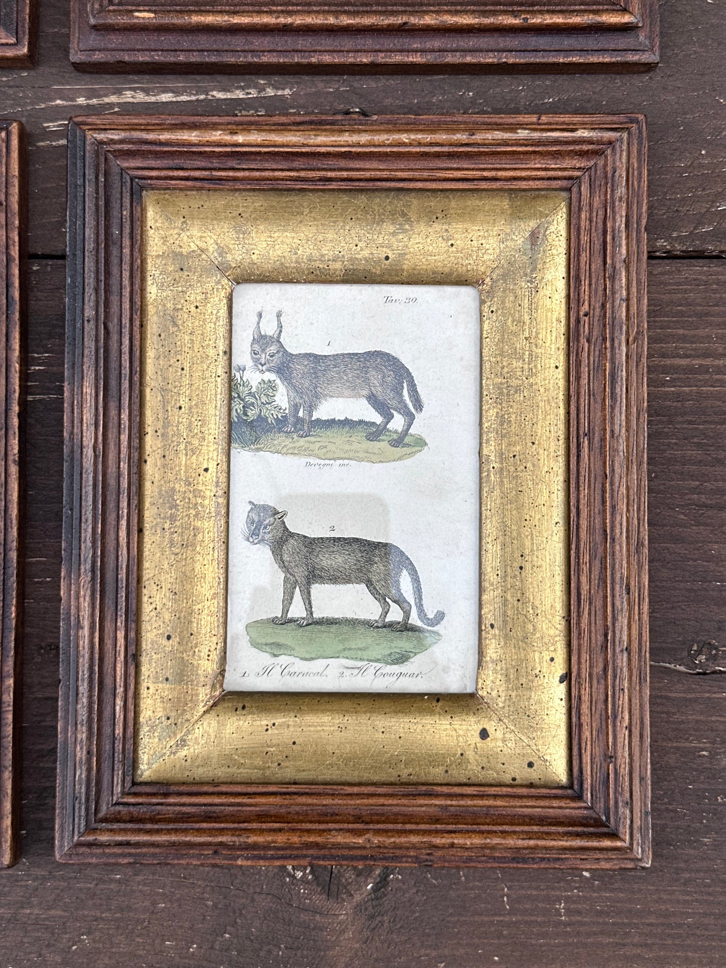Antique Set of 4 Framed Animals