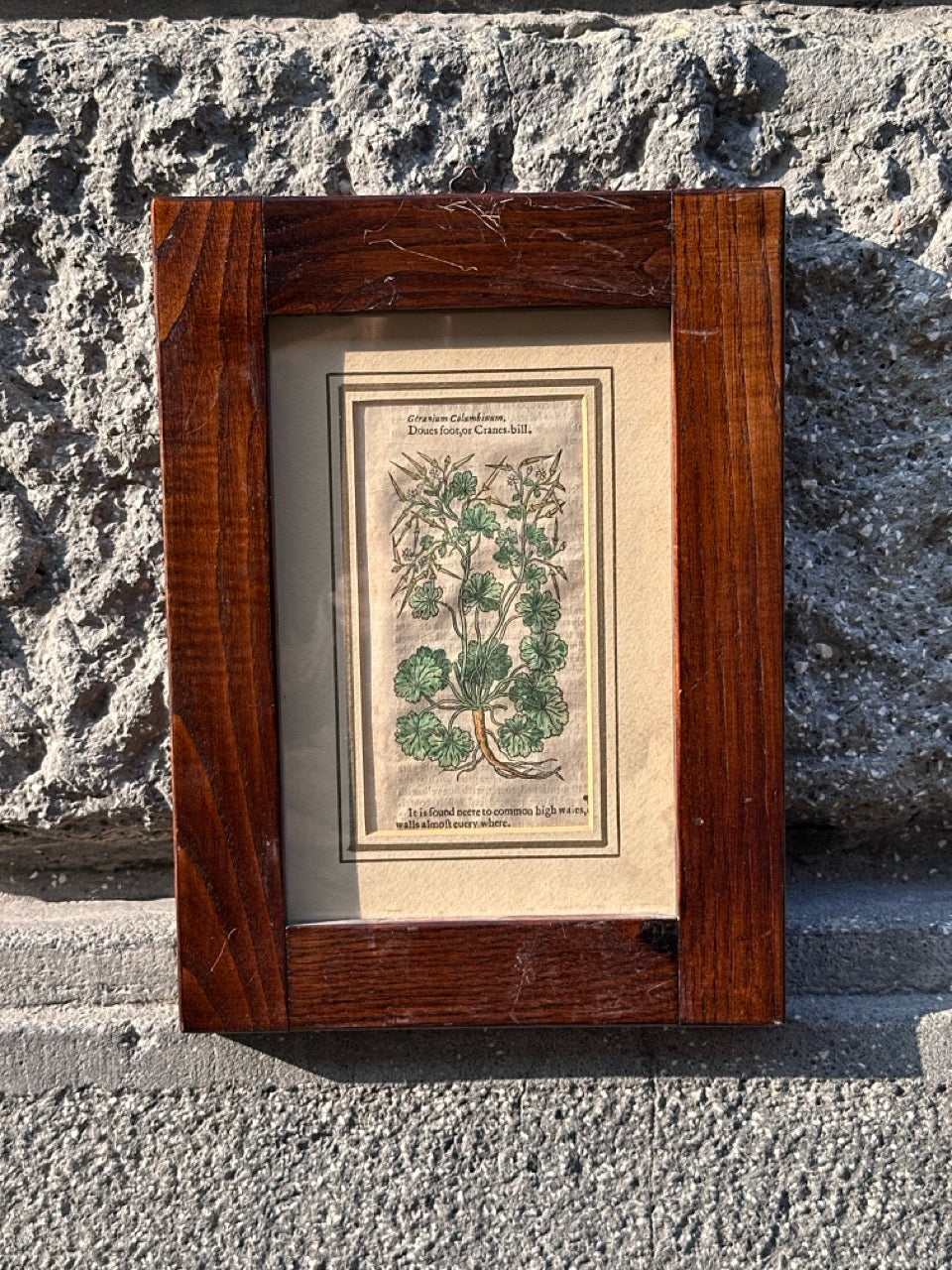 Pair of Antique Botanical Prints