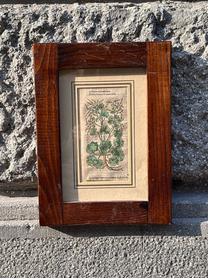 Pair of Antique Botanical Prints