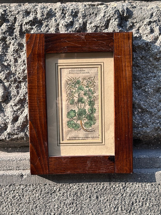 Pair of Antique Botanical Prints