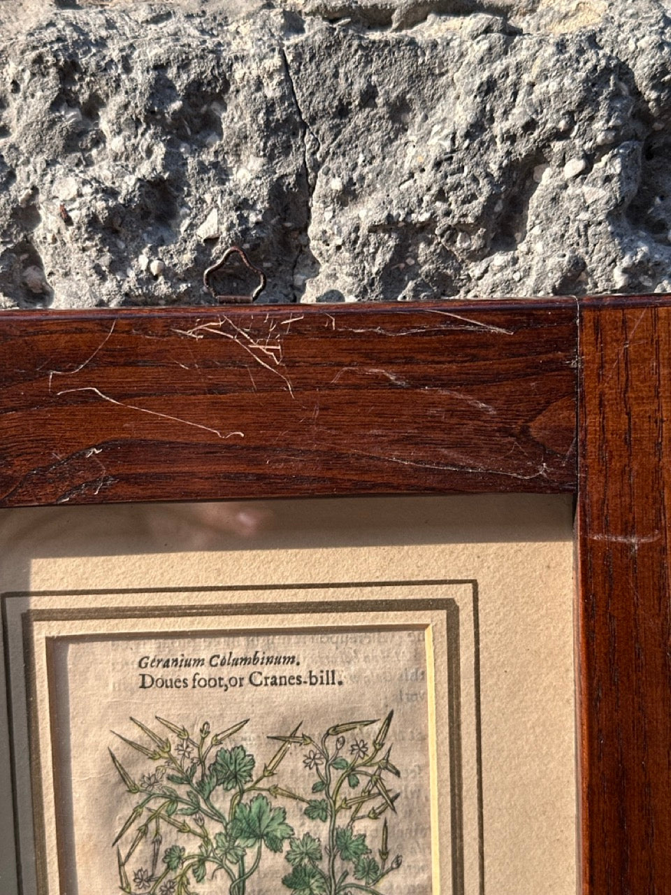 Pair of Antique Botanical Prints