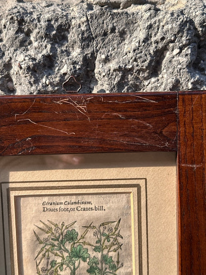 Pair of Antique Botanical Prints