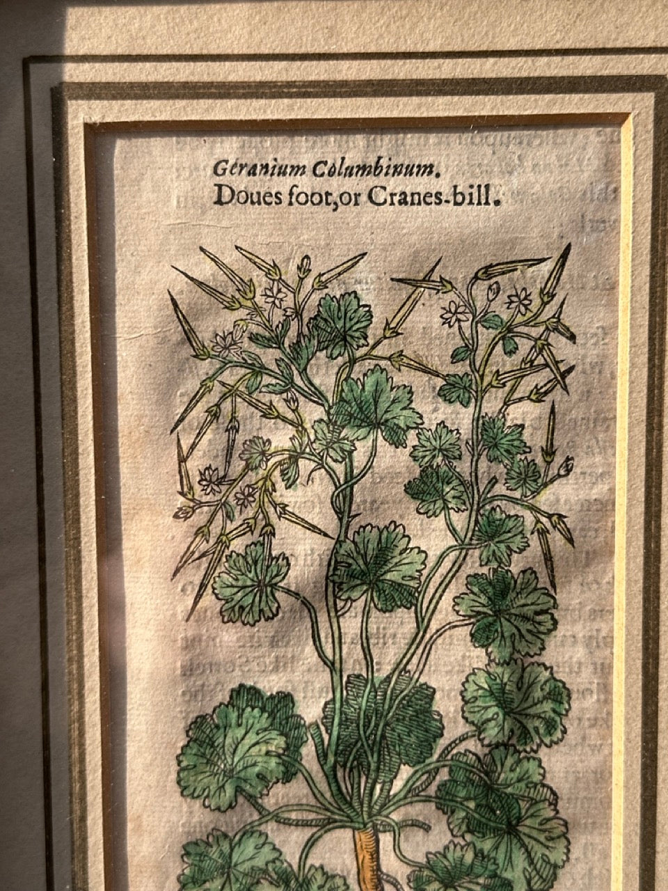 Pair of Antique Botanical Prints