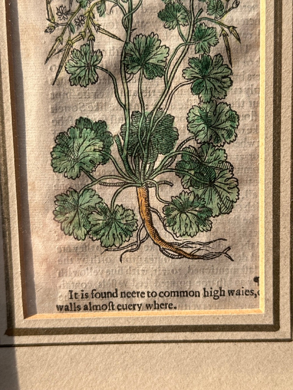 Pair of Antique Botanical Prints