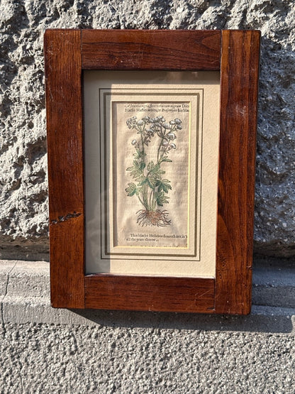Pair of Antique Botanical Prints
