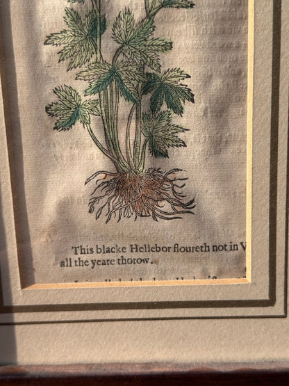 Pair of Antique Botanical Prints