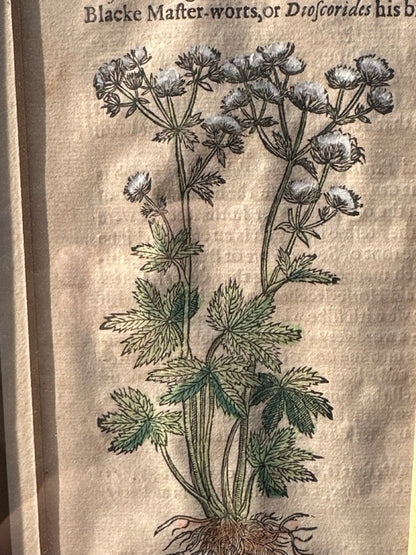 Pair of Antique Botanical Prints