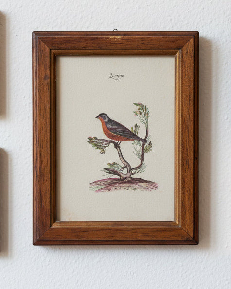 Set of Framed Bird Prints