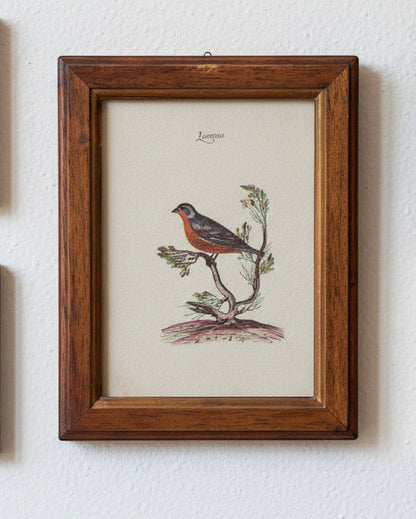 Set of Framed Bird Prints