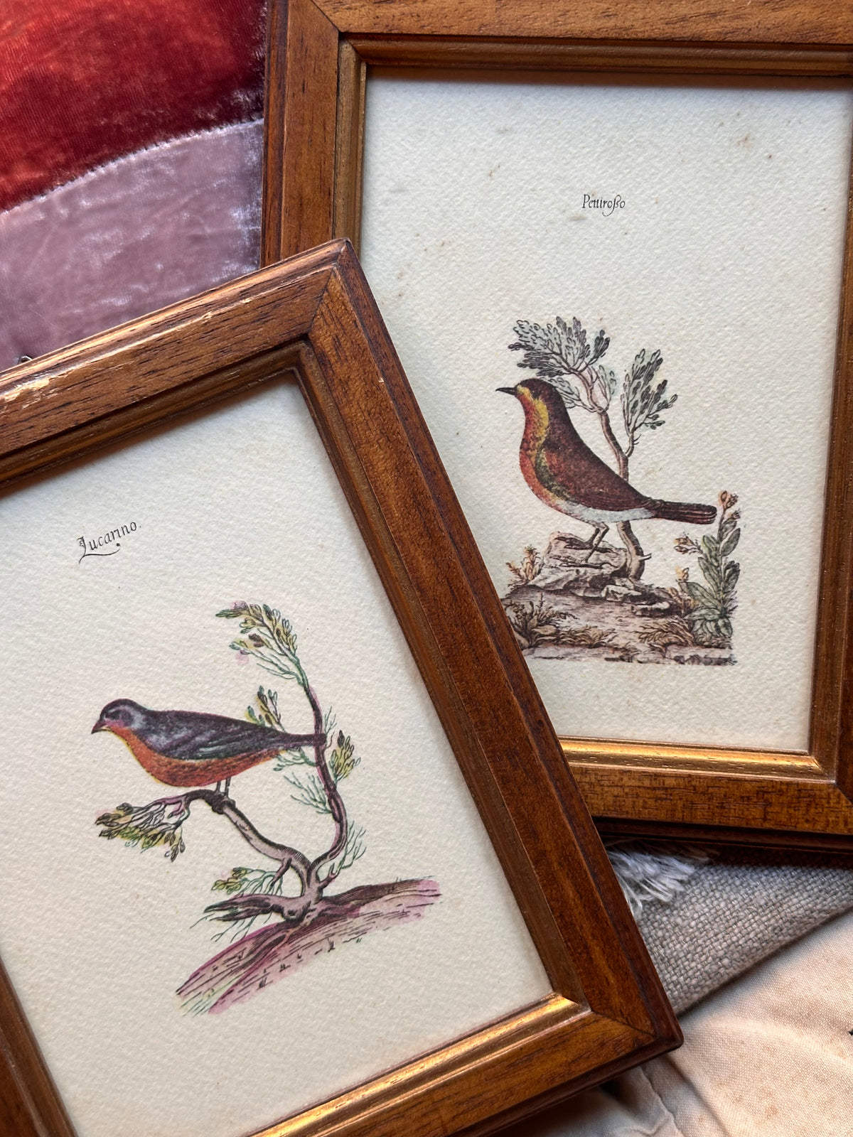 Set of Framed Bird Prints
