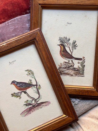 Set of Framed Bird Prints