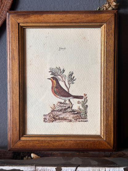 Set of Framed Bird Prints