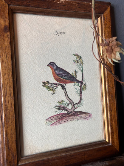 Set of Framed Bird Prints