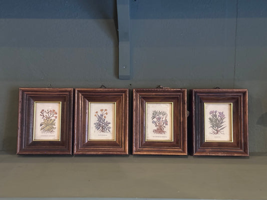 Set antico di piante botaniche