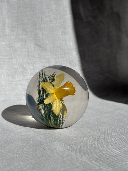 Daffodil Paperweight - Small
