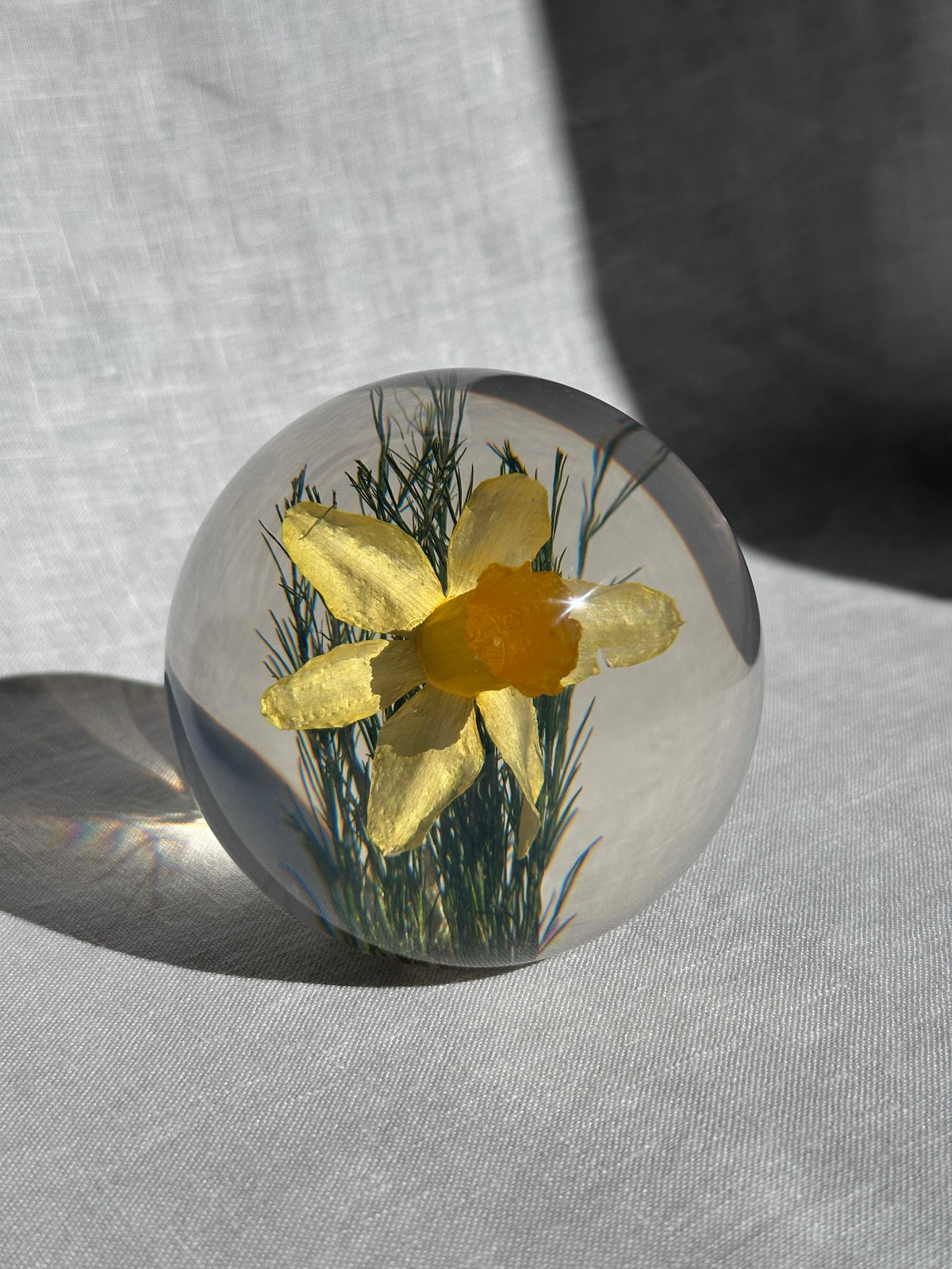 Daffodil Paperweight - Large