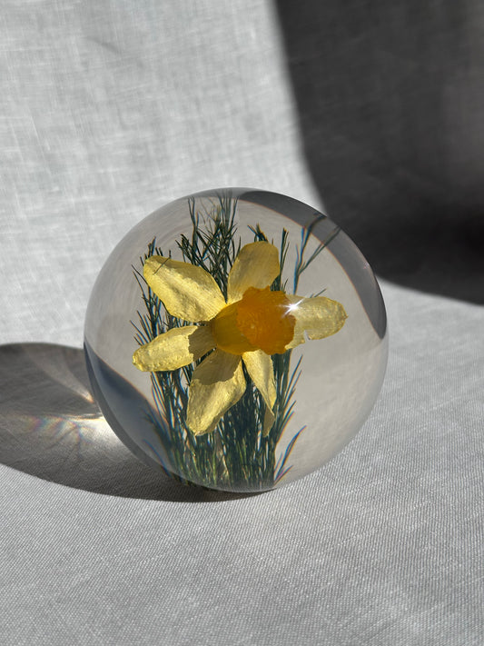 Daffodil Paperweight - Large