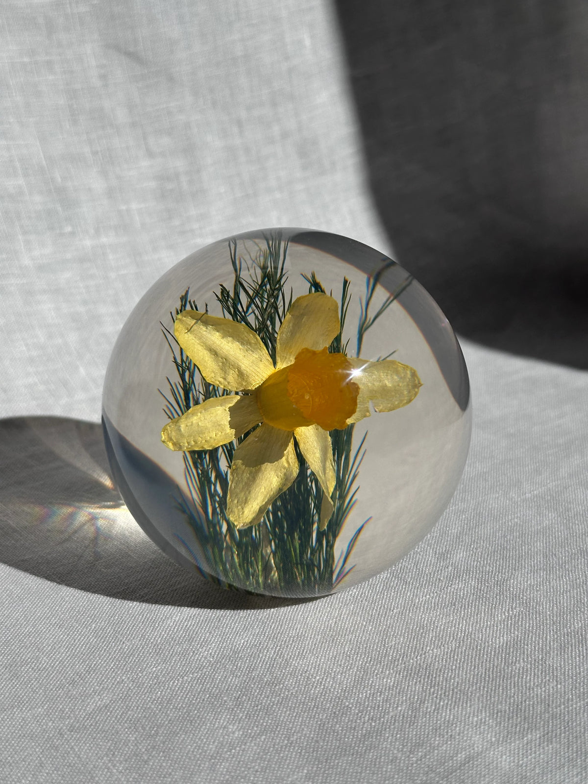 Daffodil Paperweight - Small