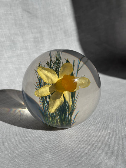Daffodil Paperweight - Small
