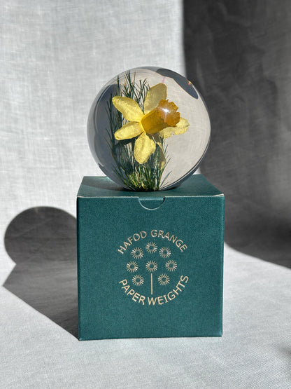 Daffodil Paperweight - Small