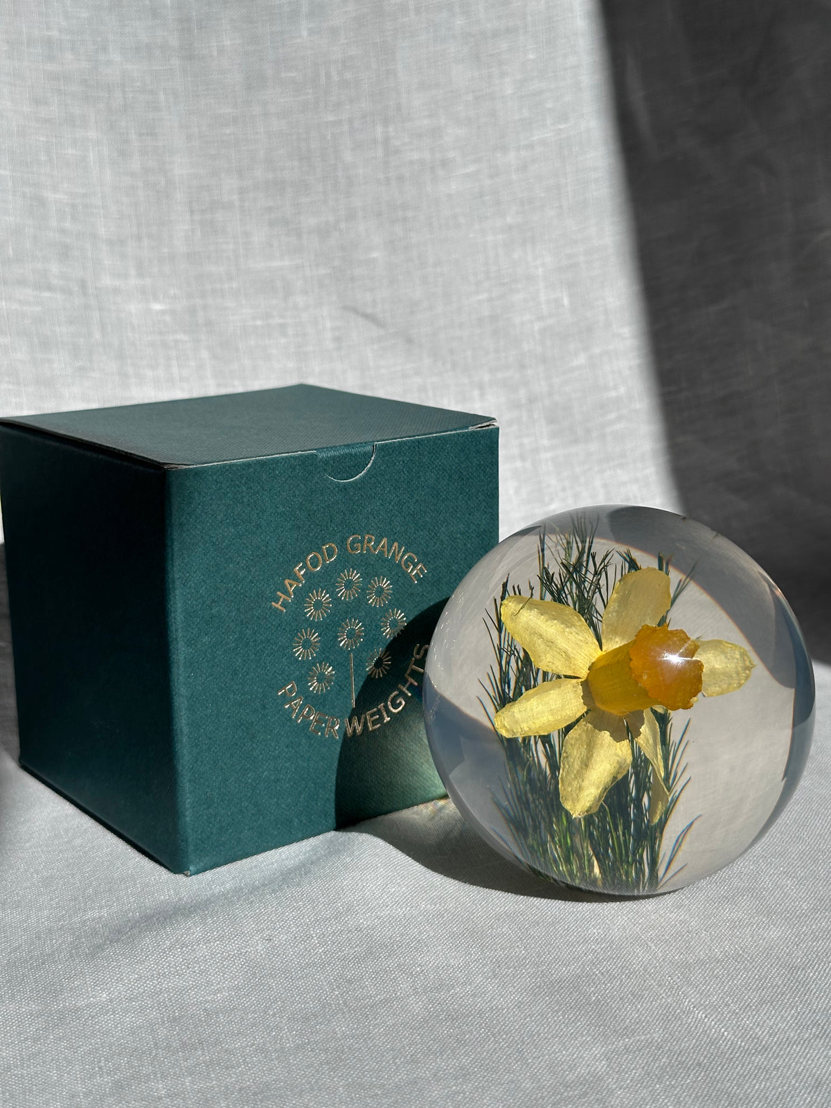 Daffodil Paperweight - Large