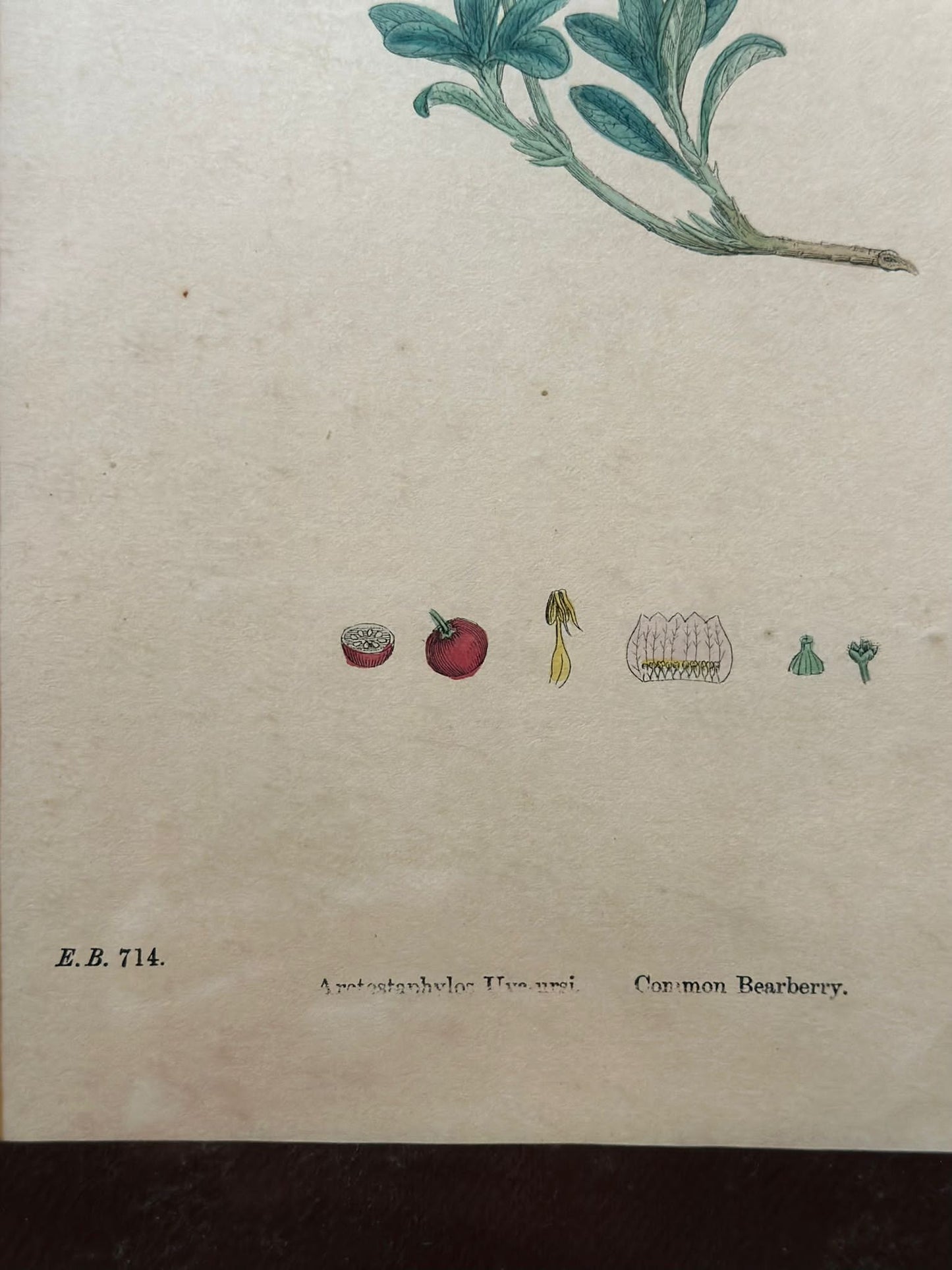 Set Of 3 Botanical Drawings