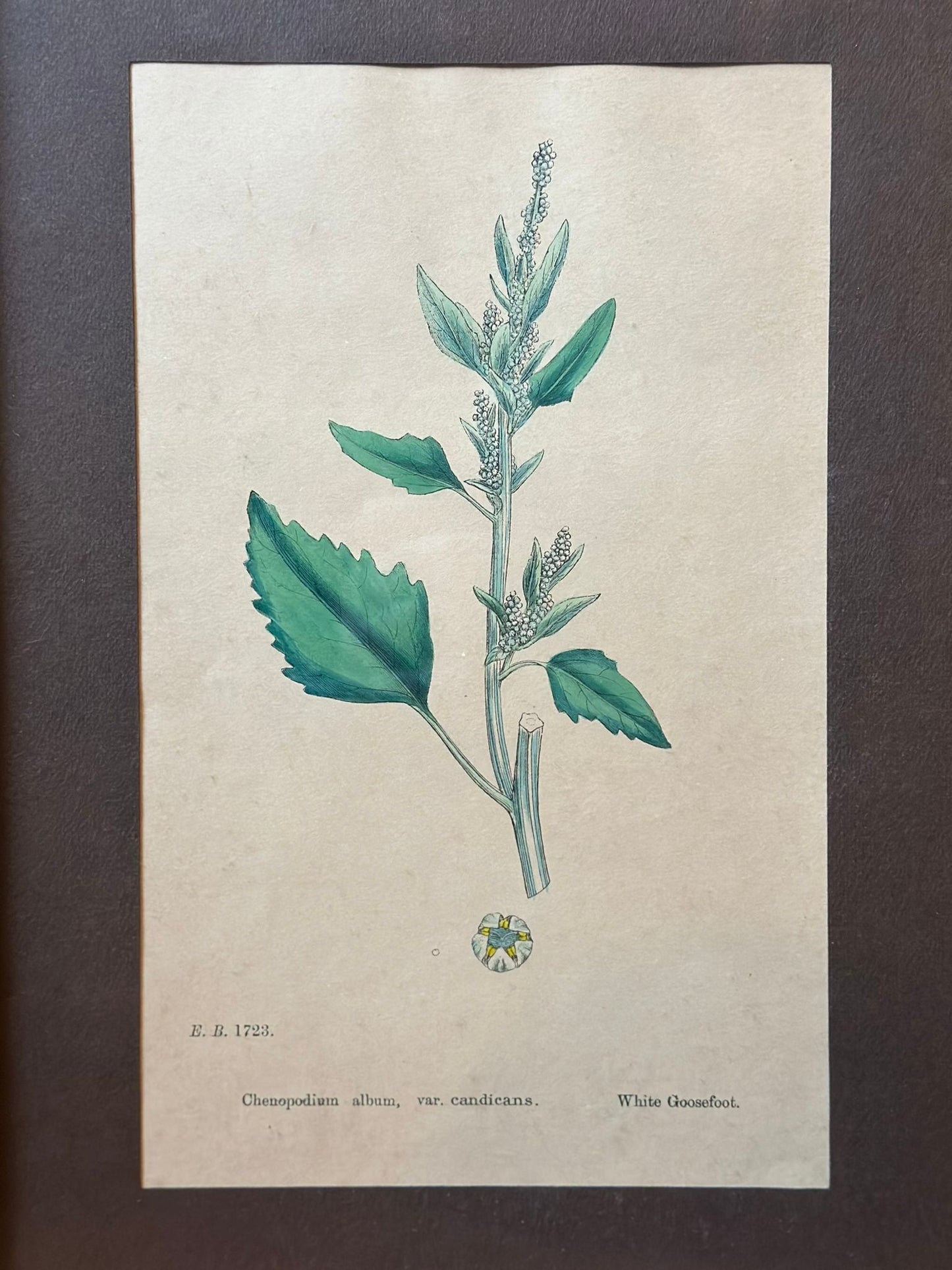 Set Of 3 Botanical Drawings
