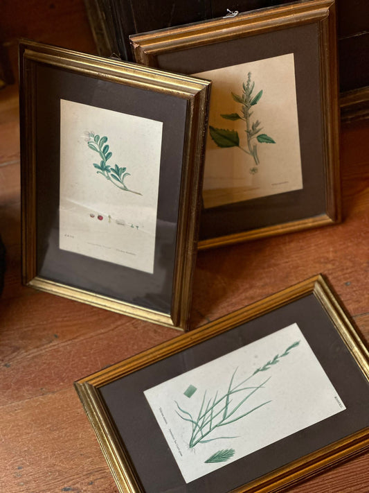 Set di 3 disegni botanici