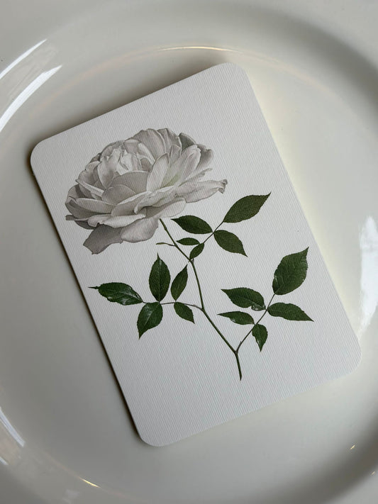 Card & Envelope - White Rose