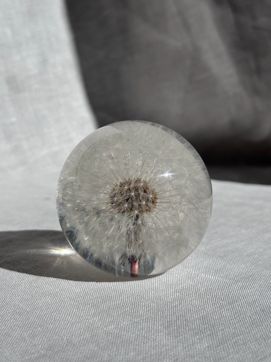 Dandelion Paperweight - Large