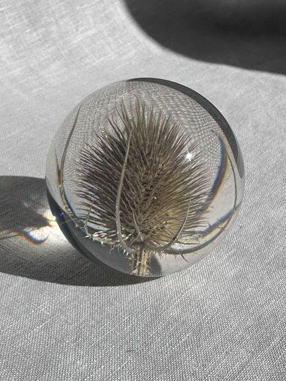 Teasel Paperweight - Large
